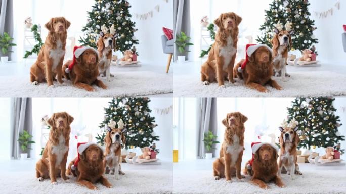 圣诞节期间的Toller和beagle狗