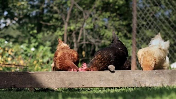 农村驯养的鸡从外面的马头吃。农业。院子里的鸡。