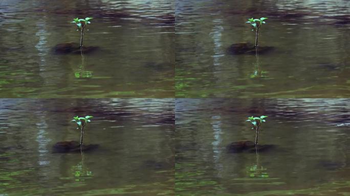 波纹水和单株植物在缓慢流动的水中