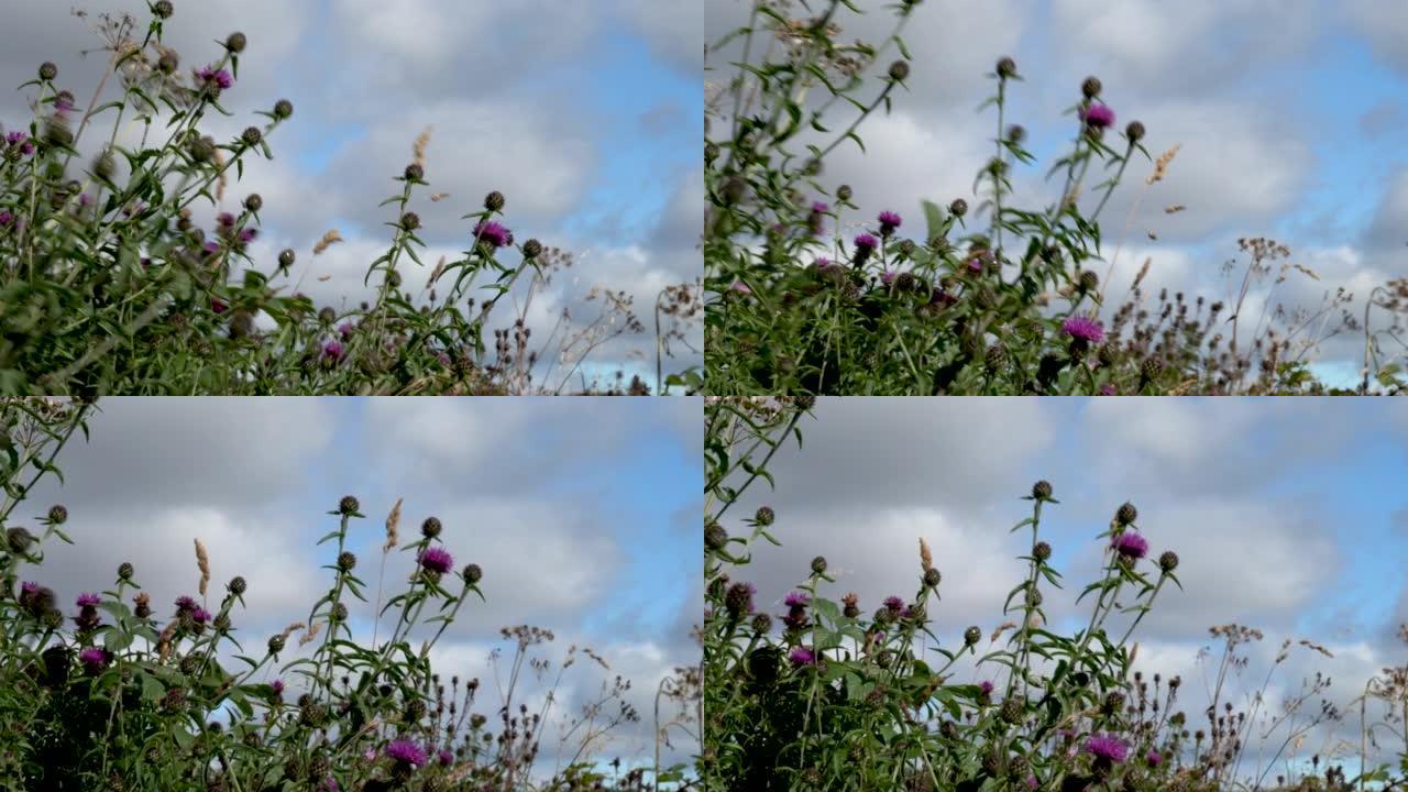 野生蓟 (Cirsium vulgares) 苏格兰国花