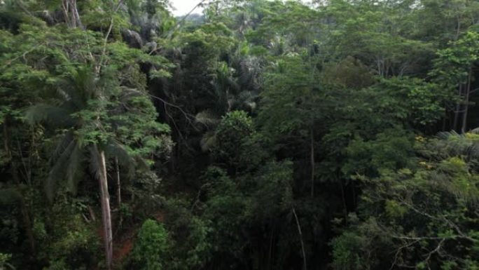 在大峡谷，大树周围生长的丛林的空中拍摄