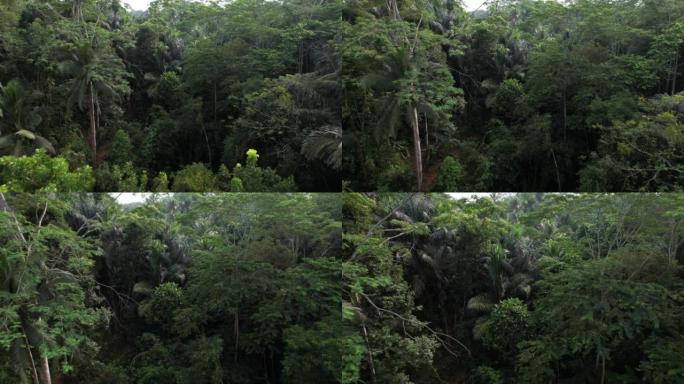 在大峡谷，大树周围生长的丛林的空中拍摄