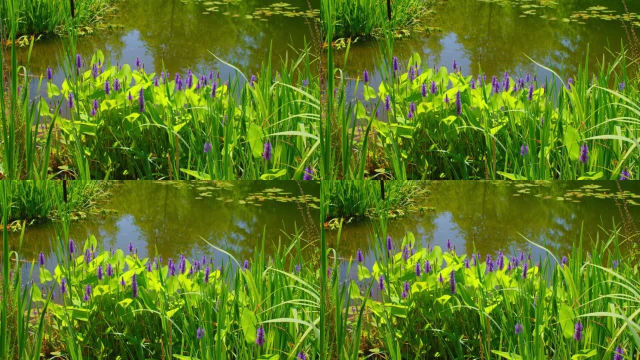 野生自然中的紫色花朵。年轻的绿色芦苇在一个安静的池塘湖泊的背景下生长。夏季景观，有水草在开花的沼泽，