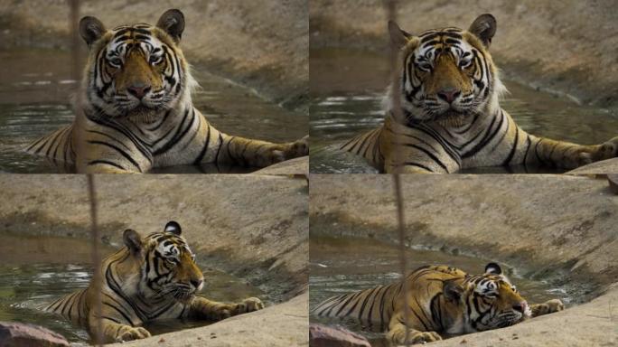 雄性皇家孟加拉虎在水池中放松