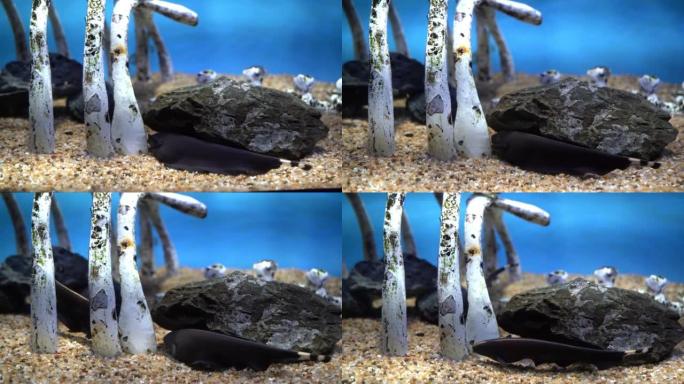 五颜六色的咸水鱼在装有霓虹灯的玻璃缸里游泳。在泰国清迈府花园的水族馆。水族馆动物园鱼海盐水概念。