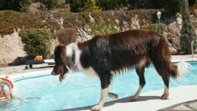 边境牧羊犬沿着游泳池边游泳的pol向孩子走去