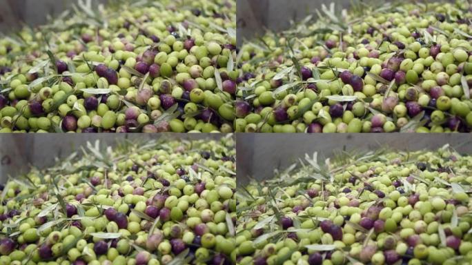 新鲜采摘的橄榄准备在油厂榨油。