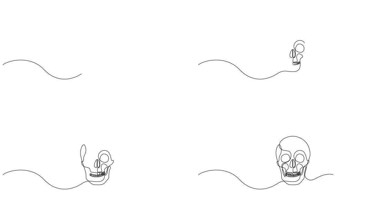 人类头骨的自画动画。连续单线画风格。