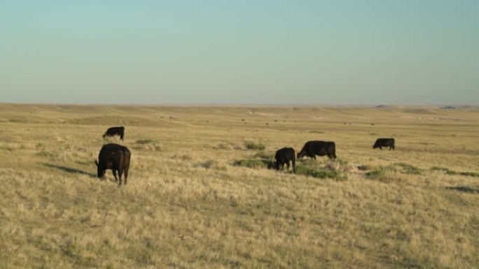 在科罗拉多大草原上放牧的牛，皂石草原自然区