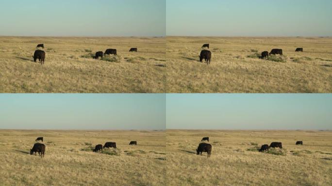 在科罗拉多大草原上放牧的牛，皂石草原自然区
