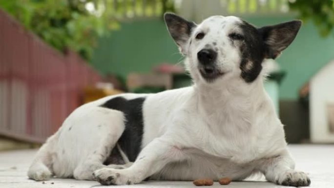 可爱的黑白小狗吃粗磨狗粮。特写，4k。