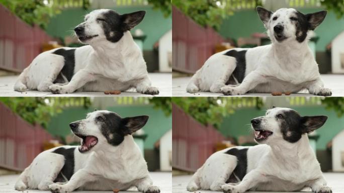 可爱的黑白小狗吃粗磨狗粮。特写，4k。