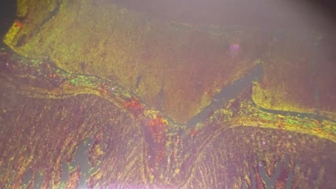 交叉光显微镜下40x下人体平滑肌的孤立宏观镜头