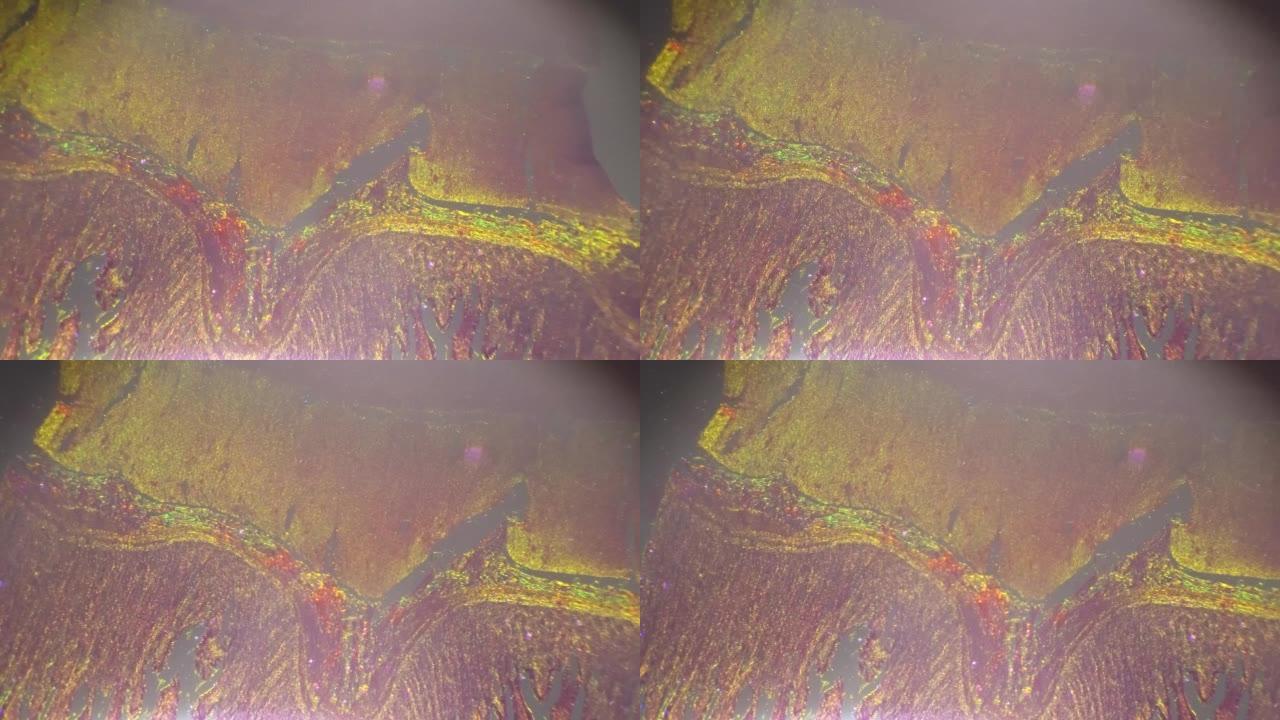 交叉光显微镜下40x下人体平滑肌的孤立宏观镜头