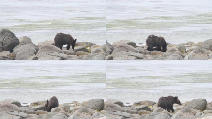 年轻的熊沿着海滩散步。库纳希尔岛