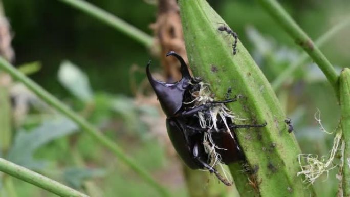 关闭犀牛甲虫在自然界中吃秋葵
