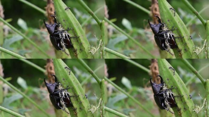 关闭犀牛甲虫在自然界中吃秋葵