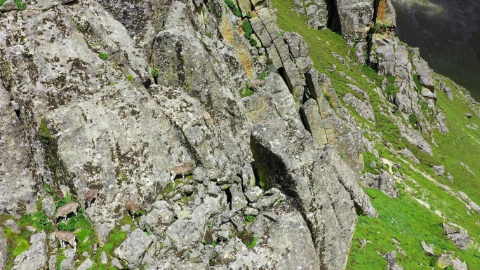 岩羊 中国 野生动物 可可西里自然保护区