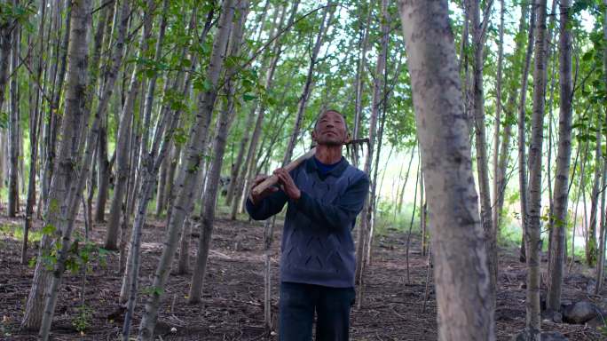 林场 护林员 森林资源 林业 封山 育林