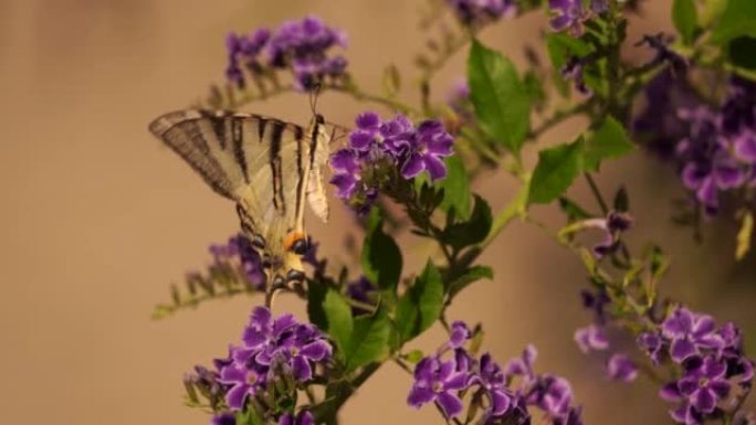 稀有燕尾 (Iphiclides podalirius) 在紫色花朵上觅食