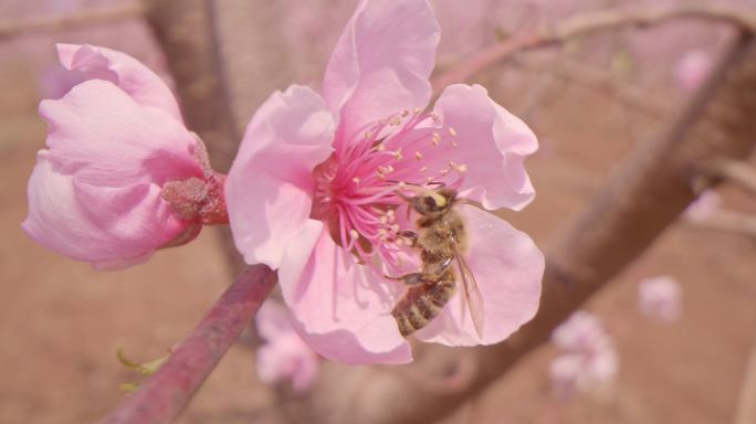 桃花与蜜蜂 蜜蜂采蜜