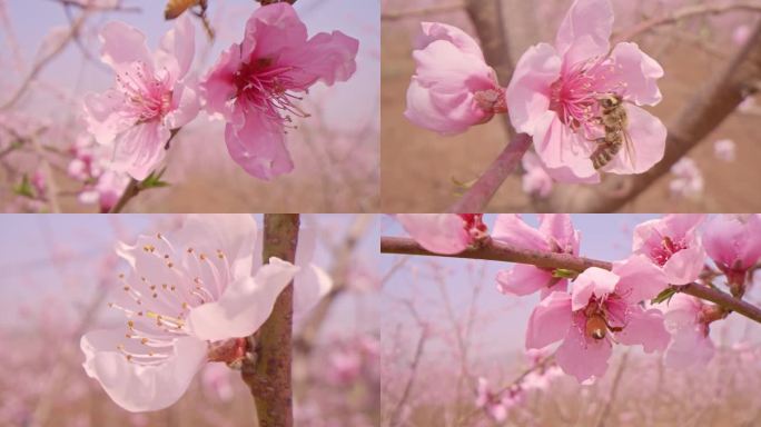 桃花与蜜蜂 蜜蜂采蜜