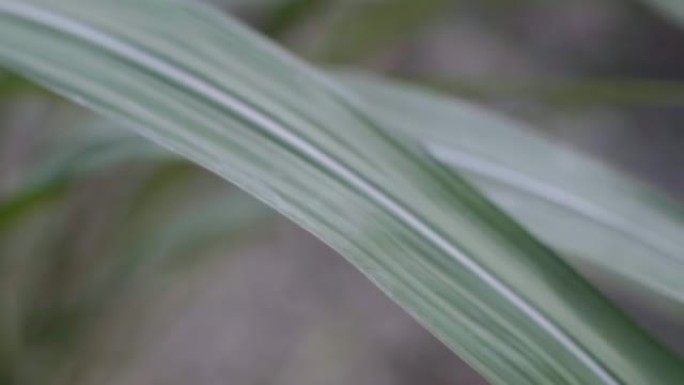 种植了近距离的甘蔗叶来制糖。