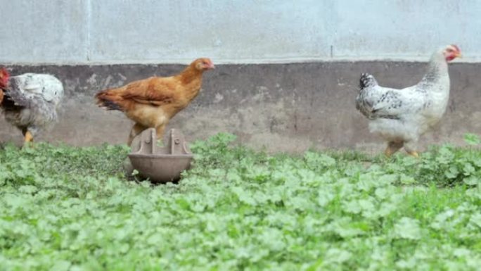 农场里的鸡，家禽概念。户外白散鸡。生物农场里有趣的鸟。散养农场的家禽。种鸡。走进院子。农业工业。