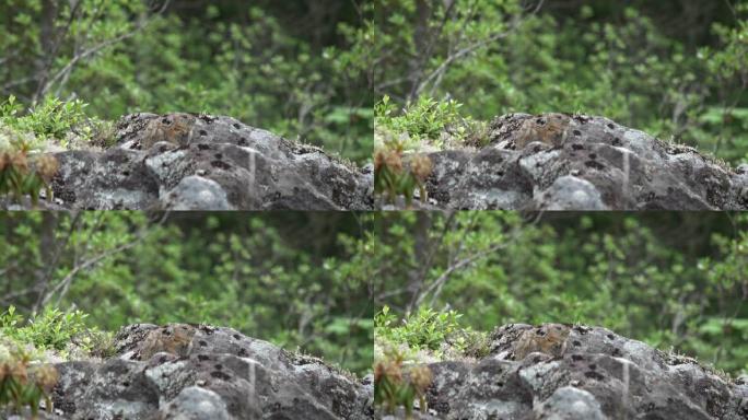 日本鼠兔在岩石上晒日光浴