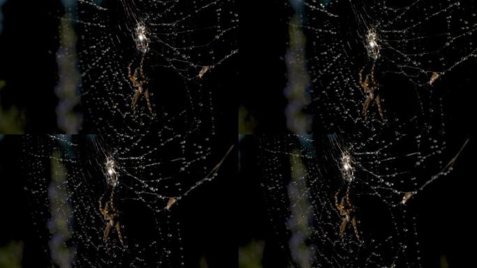 美丽的蜘蛛网，有蜘蛛和水的露珠。创意。明亮的白色蜘蛛网，深色背景上有露水。雨后在网上的蜘蛛