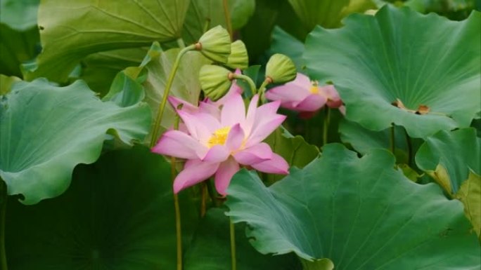 美丽的莲花在风中摇摆，粉红色的花朵，绿叶和芽背景，特写镜头，4k镜头，b卷镜头放大效果。