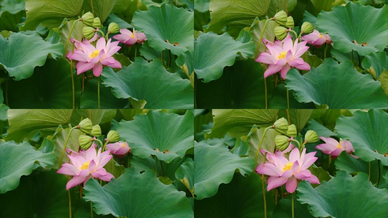 美丽的莲花在风中摇摆，粉红色的花朵，绿叶和芽背景，特写镜头，4k镜头，b卷镜头放大效果。