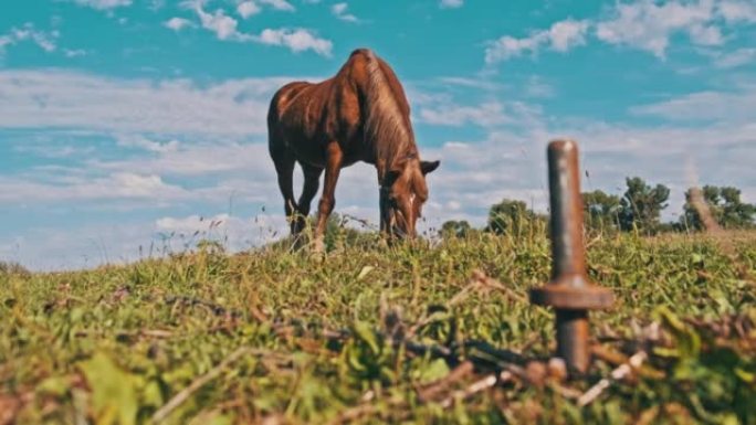 棕色的马在绿色的田野上放牧，在蓝天下慢动作