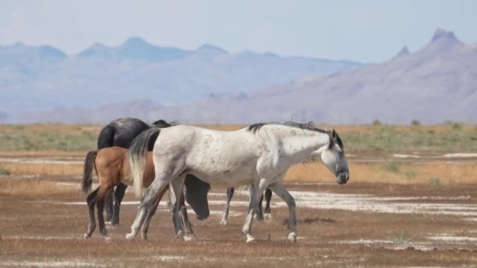 野马在犹他州沙漠中慢动作行走
