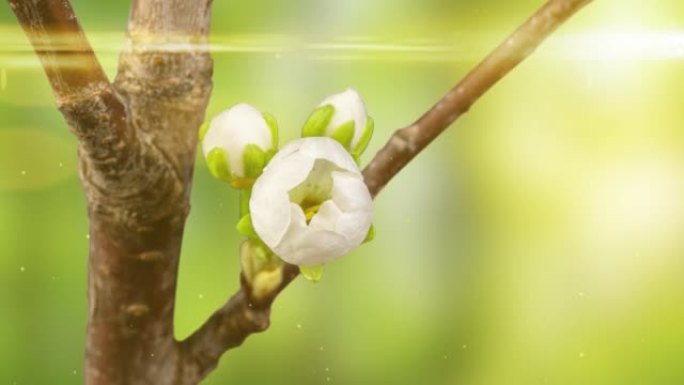 樱桃树上的樱花白花特写。樱花白色花瓣开花的延时视频。宏观。自然。创意延时