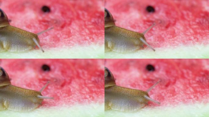 大蜗牛螺旋pomatia爬到西瓜上，喝西瓜汁