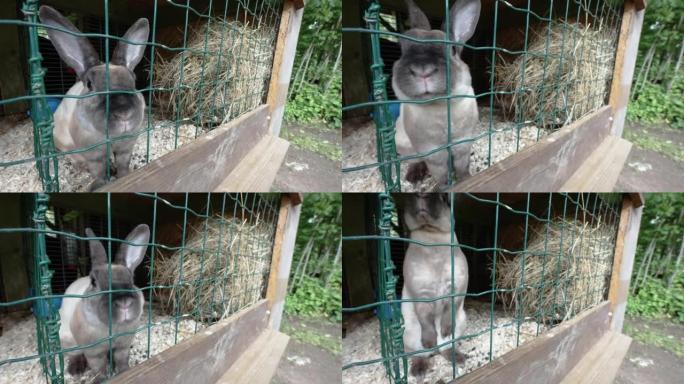 爱沙尼亚的笼子里跳来跳去的灰色兔子