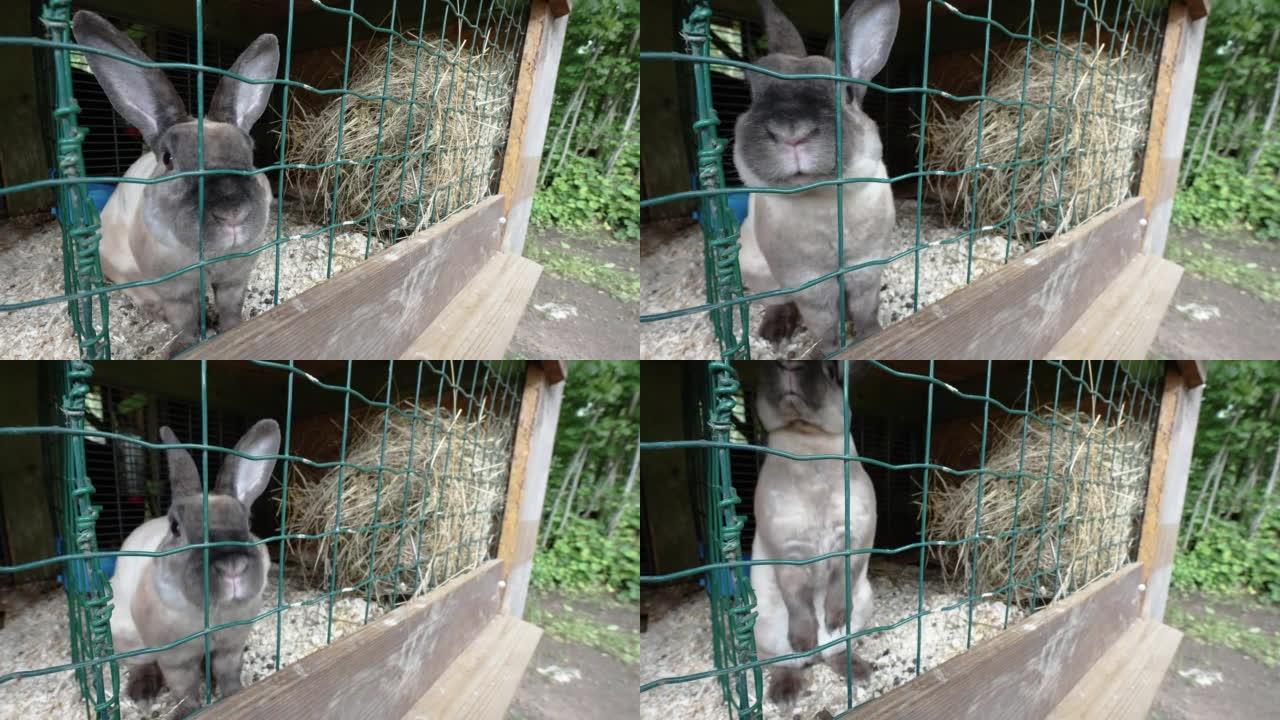 爱沙尼亚的笼子里跳来跳去的灰色兔子