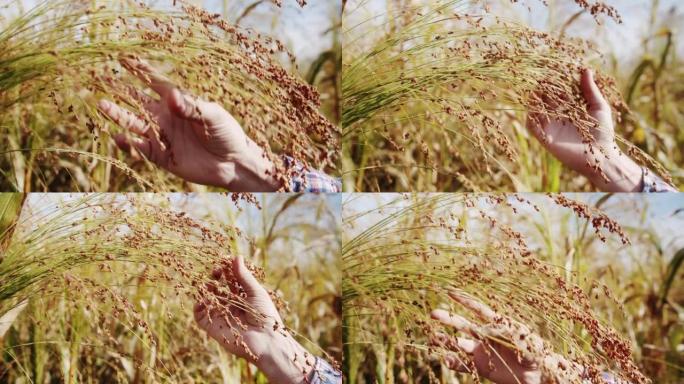在田间工作的农民检查农作物小麦胚芽自然。