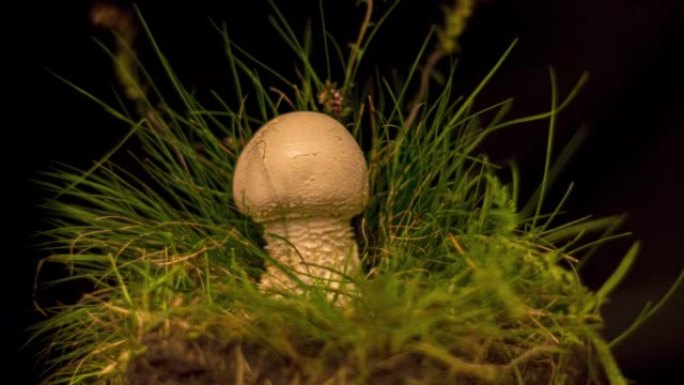 小贝贝拉 (双孢蘑菇) 蘑菇生长