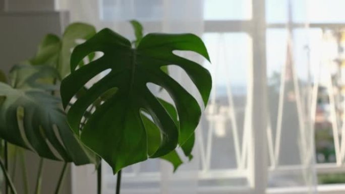 安静的夏日在我的小公寓窗户和可爱的Monstera植物上