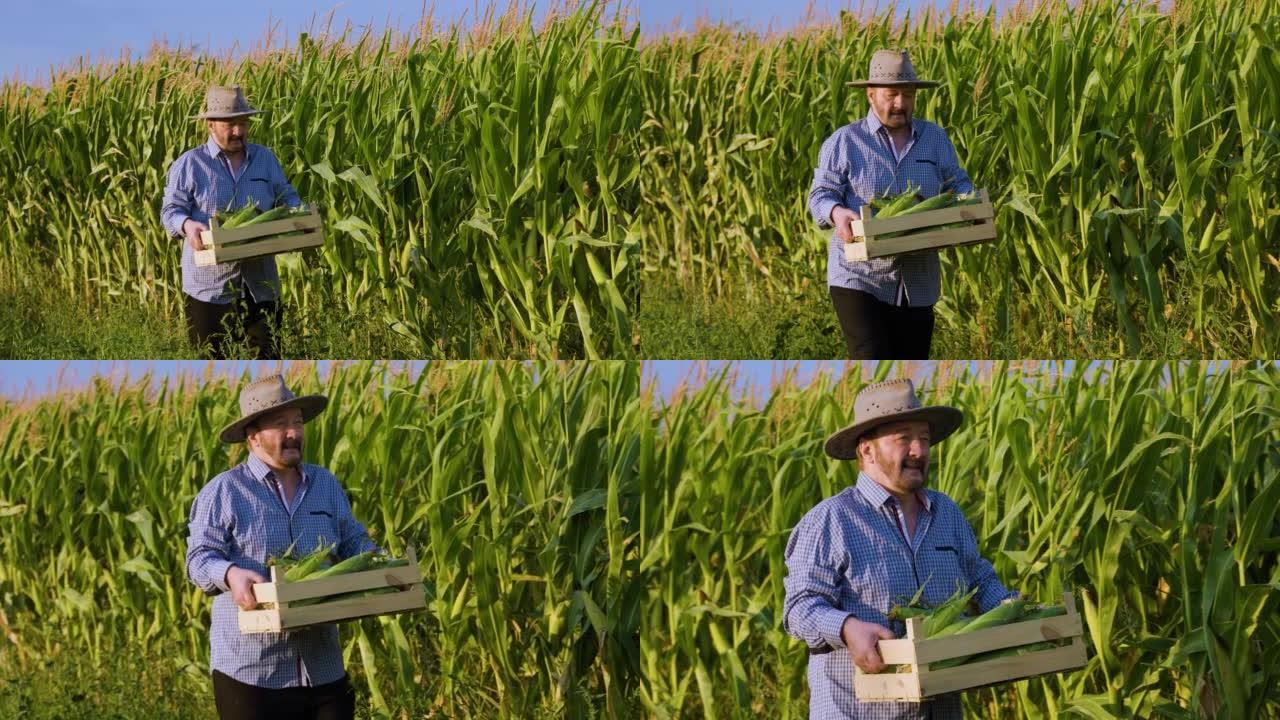 跟踪镜头快乐的老年农民走过田野，手里拿着一整箱玉米