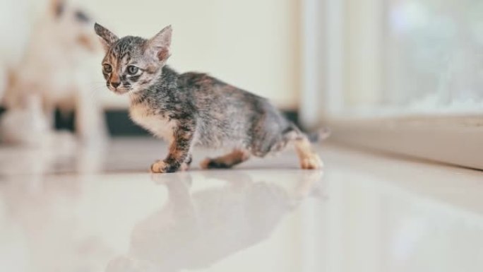 可爱的新生小猫。宠物爱好者概念