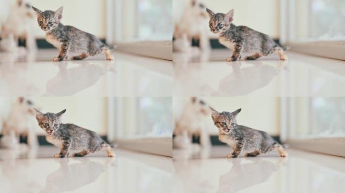 可爱的新生小猫。宠物爱好者概念