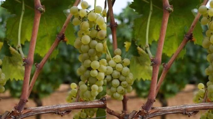 维门蒂诺葡萄。幼苗上长着一束成熟的白葡萄。农业。