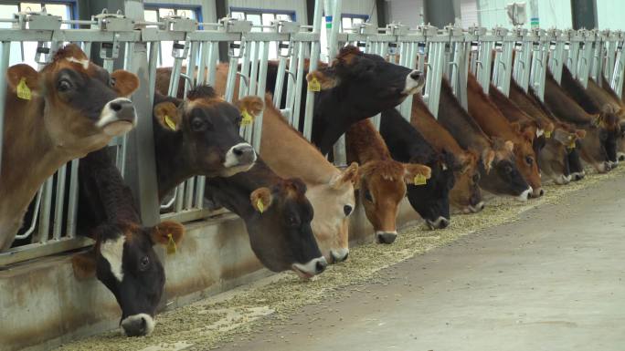 乳制品 牛奶 畜牧 牛乳业 挤牛奶 养殖