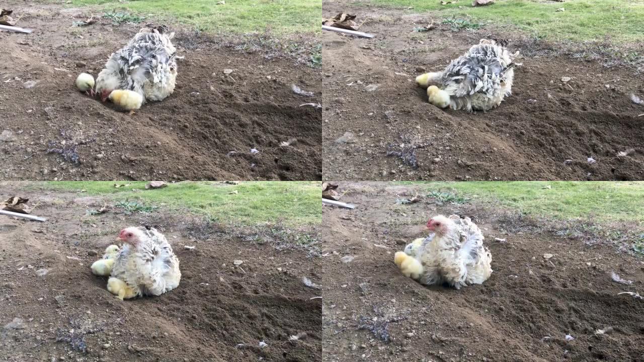 母鸡挖土训练小鸡学习为自己寻找食物