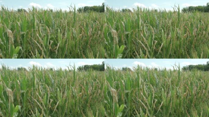 玉米植株在玉米地错误施用除草剂后枯萎死亡