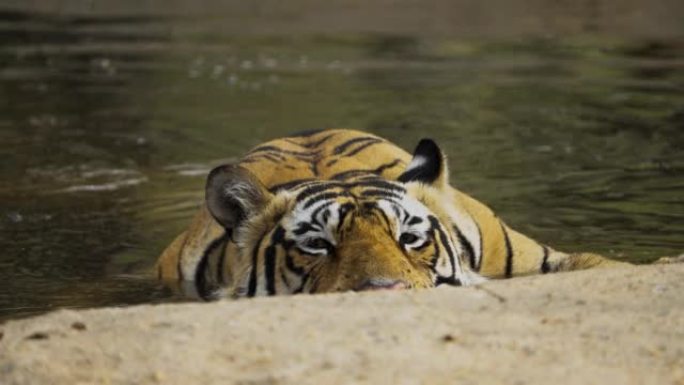 一只雄性孟加拉虎在水池中放松