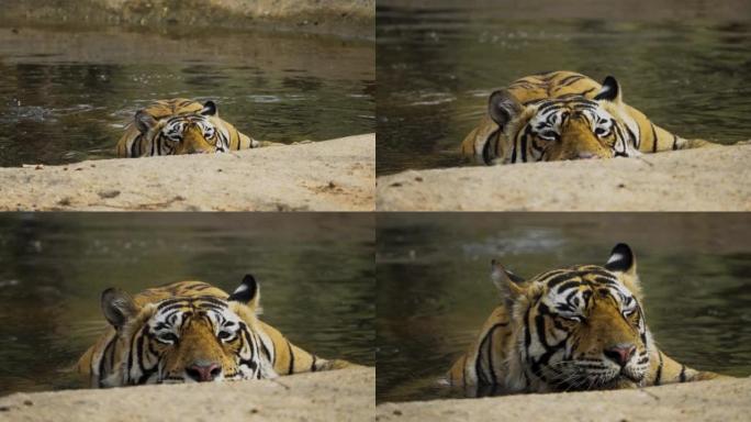 一只雄性孟加拉虎在水池中放松